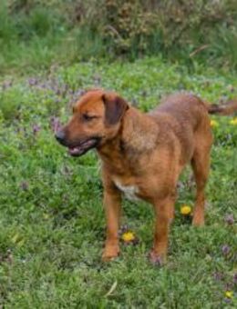 RUSTY - mit dabei sein macht glücklich - Overath