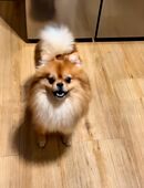 Hund Pomeranian in 22175