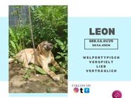 Leon - liebenswerter Welpe - Rambin