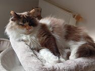 Heilige Birma Ragdoll Katze - Bochum Langendreer