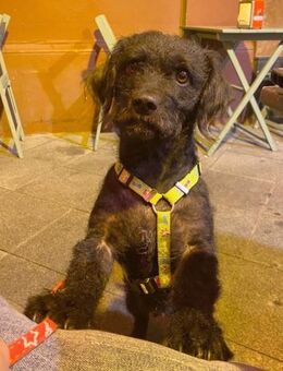 LINDA - sucht ein Zuhause..... - Kempen