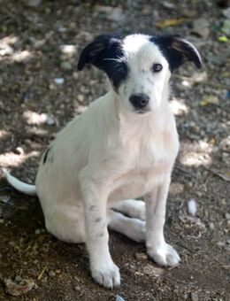 LIMA - fröhliche Zaubermaus sucht Fam. - Erfurt