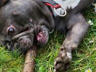 Balu - 3 jährige französische Bulldogge - Urbar (Landkreis Mayen-Koblenz)