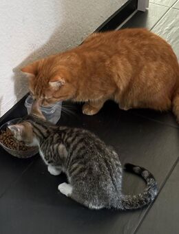 Zwei Katzen suchen ein liebevolles Zuhause - Backnang