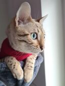 Reinrassige Bengalkitten in 74076