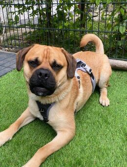 🐶 Buddy junger Wirbelwind mit Herz - Kassel