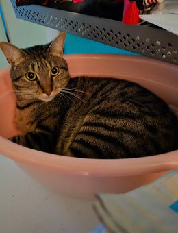 Kater Nelson - Trier