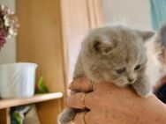 Britisch Kurzhaar Kitten - Retschow