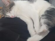 2 Katzen Kastriert - Kitzingen
