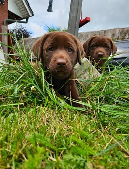 Labrador Welpen in Schwarz und Braun - Ebersdorf