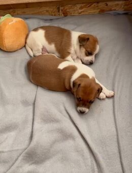 Jack Russel Welpen - Hüven