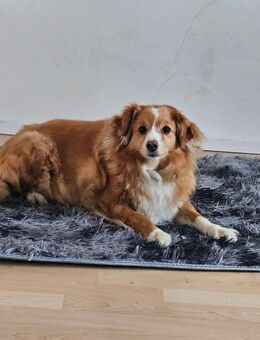 Mischlingsdame (5 Jahre) sucht ein neues Zuhause - Marktredwitz