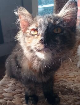 Schildpatt Glückskatze Tricolor Kätzchen Kitten Maine Coon Norweger - Kindenheim