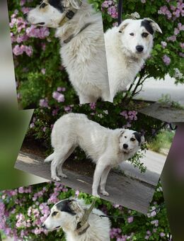 Unser hübscher Mischlingsrüde Elvis 1,5 Jahre alt, ca 55 cm , kastr. sucht ein Zuhause - Angern
