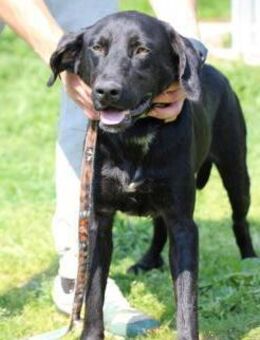 Tibo - neugieriger, verspielter Jungrüde - Lohra