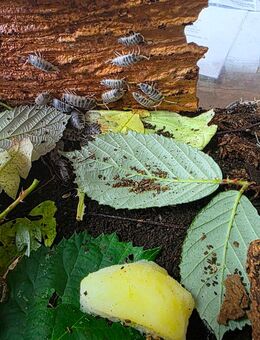 Verkaufe Pandaasseln inklusive Terrarium - Duisburg