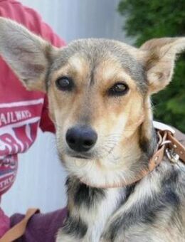 Elyn ist eine sanfte, vorsichtige Seele - Karben