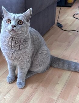 Wünderschöner bkh kater abzugeben - Dortmund