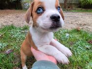 Abgabebereit! Französische Bulldogge x Mini Australian Shepherd Welpen