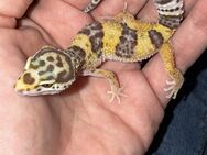 1.0 Leopardgecko Männchen Enz 24 Abzugeben/Übergabe Hamm möglich - Emsdetten