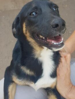 Tommy freundlich und verspielt - Haan