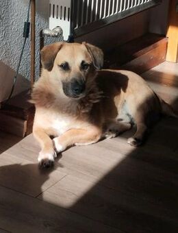 Strolch sucht sein Zuhause - Koblenz