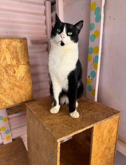 Stupsi aus dem Tierschutz - Grevenbroich