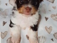 Yorkshire Terrier - Wiesbaden