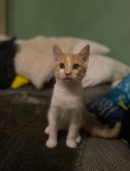 Britisch /Europäisch Kurzhaarmix Kater - Olpe