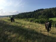 Suche Freizeitpferd Beistellpferd Beisteller Stute für Offenstall - Großharthau