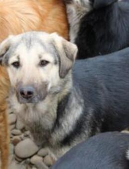 Chuck sucht sein Glück - Celle