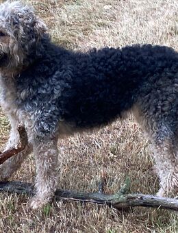 Dringend abzugeben! Strobel Hündin für Hindesportler - Dietenhofen