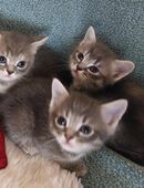 Perser-Bombay mix Babies in liebevolle Hände abzugeben in 40489