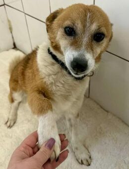 Sanftes Mäuschen Indra.... - Koblenz