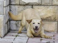 Aufgeweckte Liebe Delta sucht dich/euch! - Hamburg