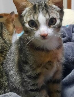 Katerchen abzugeben - Ducherow