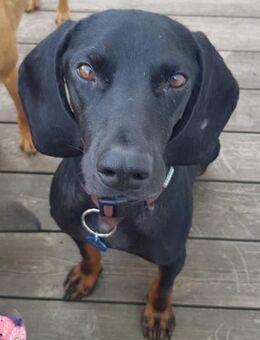 Guillermo - Bracken Mix sucht Familie - Hausen (Würzburg)