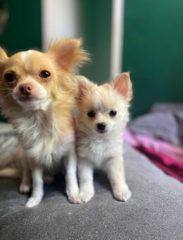 Pomchi Hündin Creme mit weiß sucht Traumzuhause - Diepholz Zentrum
