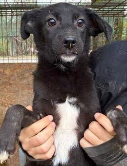 PEGGIE ~ scwarzes Mini mit weißer Brust - Duisburg