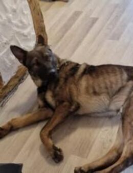 ZERO ca. 2 J. sportl. Kumpel sucht - Gelnhausen