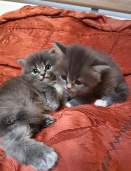 BLH Edelmix Kitten - Lichtenau (Sachsen)