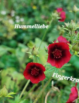 Samen Fingerkraut, Potentilla thurberi, rot + viele weitere Sorten - Norderstedt