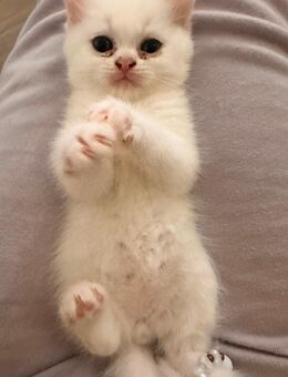 Katzenbabys BKH - Witten