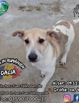 DALIA - girls just wanna have fun & love - Waakirchen