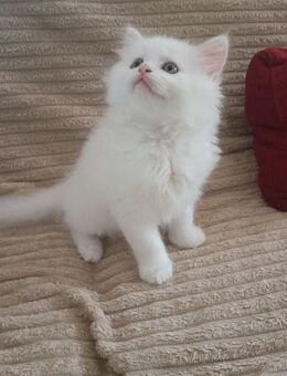 Mix Kätzchen (Maine coon&Perser) - Efringen-Kirchen