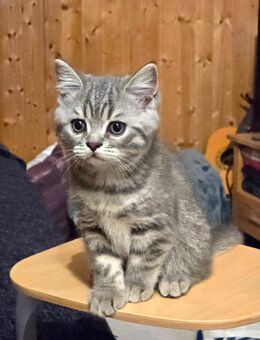 Britisch Kurzhaar Kater Kitten sucht ein liebevolles Zuhause - Rochlitz