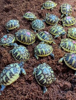 Maurische Landschildkröten Nachzuchten 2020-2025 aus Freilandhaltung - Leverkusen