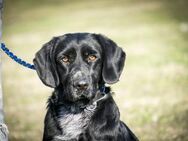 Topi wurde alt im Tierheim - Puchheim