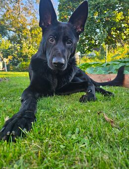 Schäferhund Rüde - Falkensee