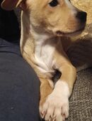 Hund Vermisst dringend mit Belohnung in 53111